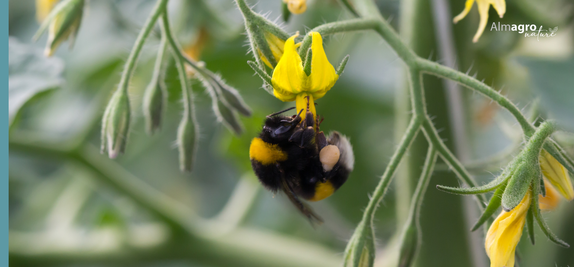 Control biológico en nuestros invernaderos: una forma más natural de cuidar cada cultivo